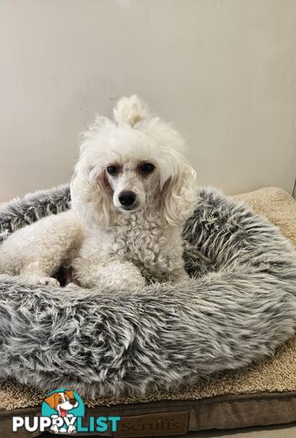💖Pure Toy Poodle Pups, Trained Crate/Toilet, Exceptional Genetics, Non shedding💖