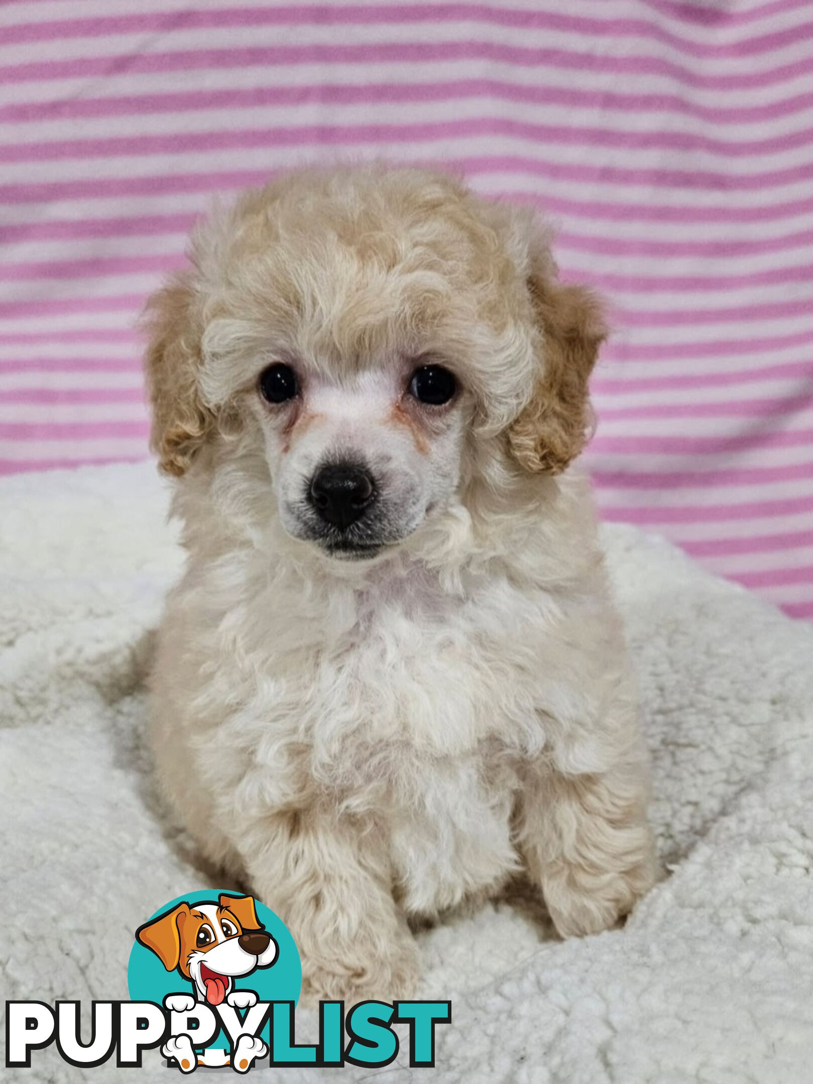 💖Pure Toy Poodle Pups, Trained Crate/Toilet, Exceptional Genetics, Non shedding💖