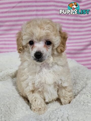 💖Pure Toy Poodle Pups, Trained Crate/Toilet, Exceptional Genetics, Non shedding💖
