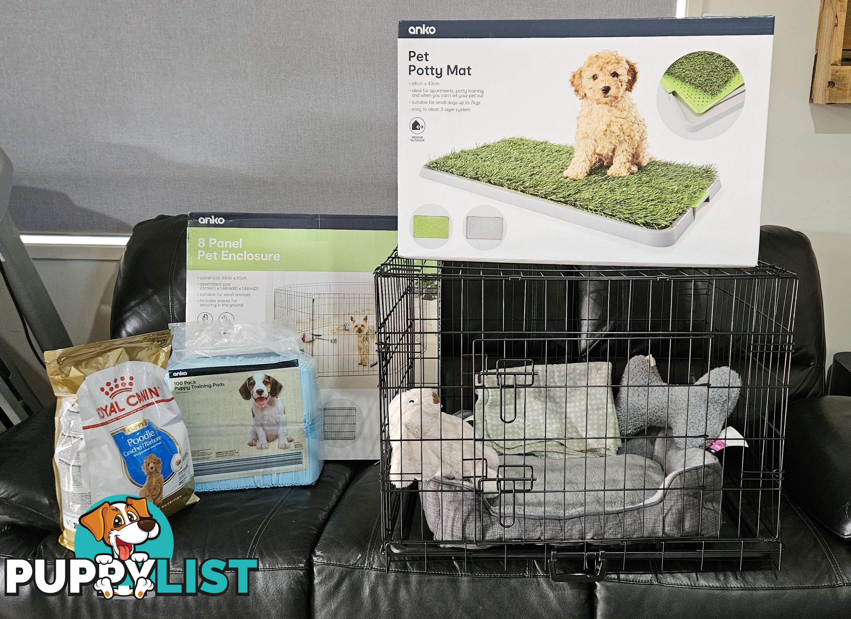 💖Pure Toy Poodle Pups, Trained Crate/Toilet, Exceptional Genetics, Non shedding💖