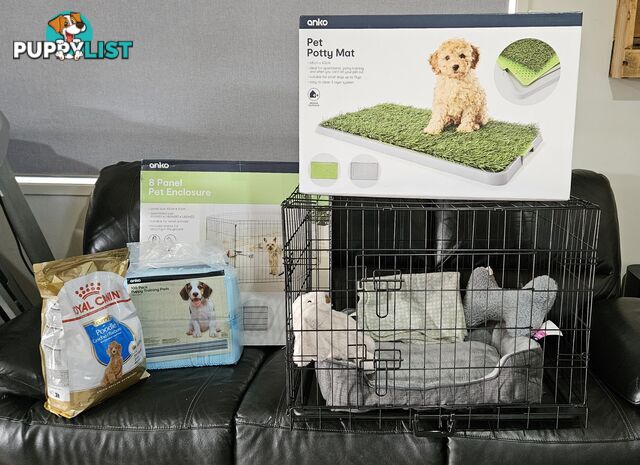 💖Pure Toy Poodle Pups, Trained Crate/Toilet, Exceptional Genetics, Non shedding💖