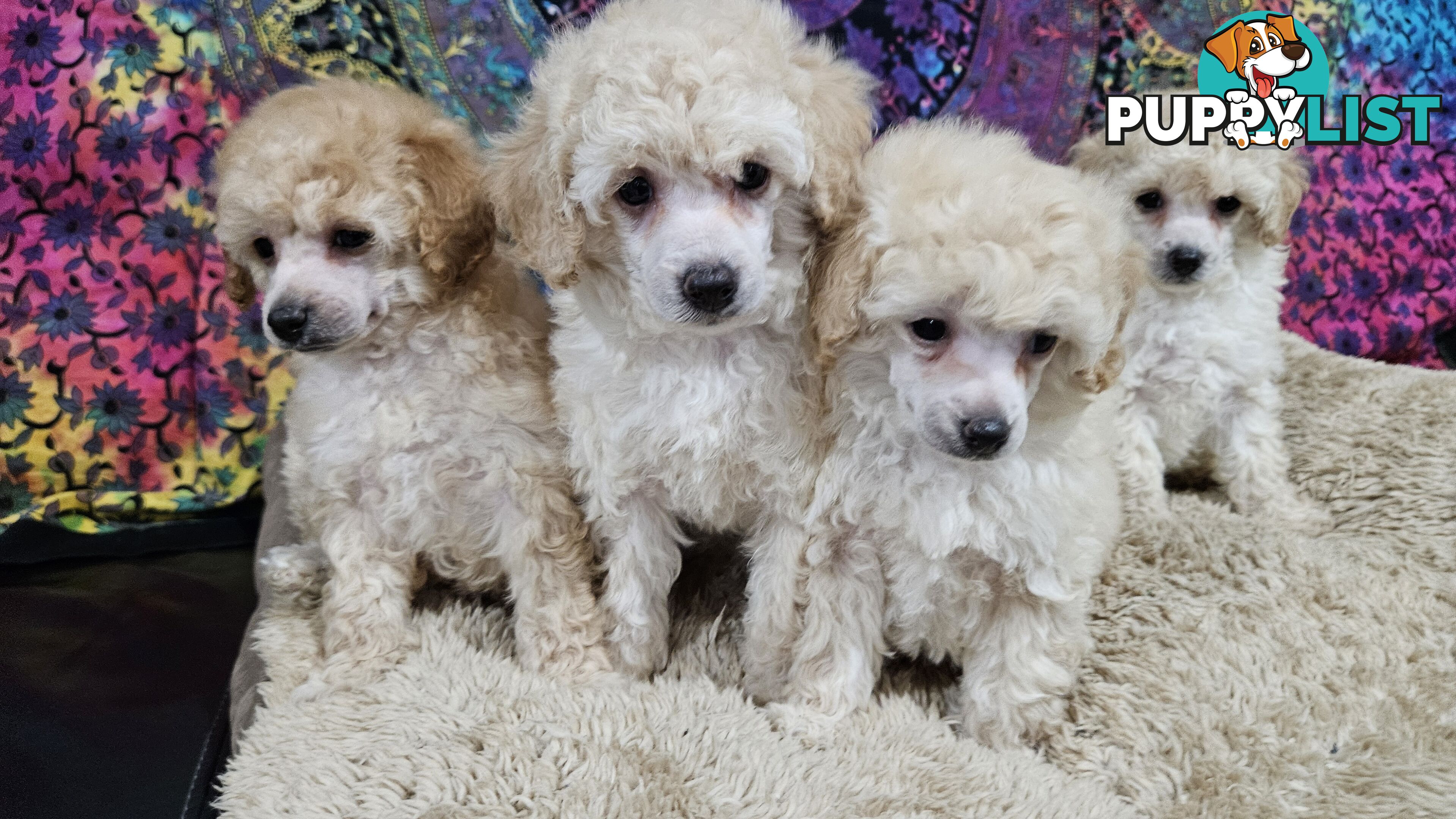 💖Pure Toy Poodle Pups, Trained Crate/Toilet, Exceptional Genetics, Non shedding💖
