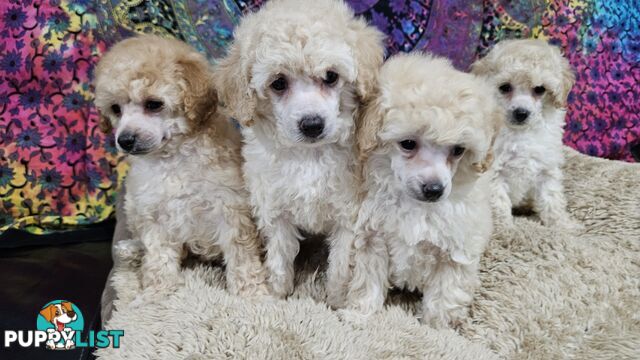 💖Pure Toy Poodle Pups, Trained Crate/Toilet, Exceptional Genetics, Non shedding💖