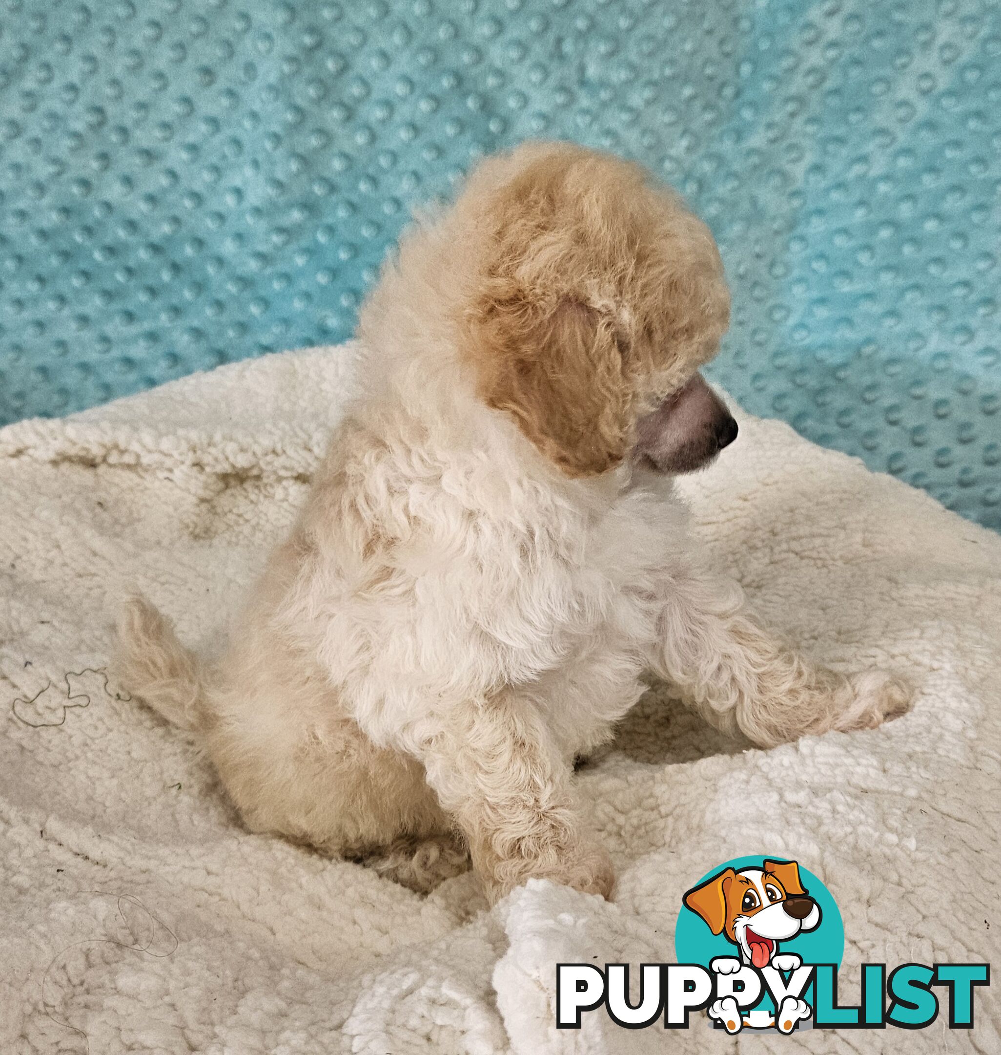 💖Pure Toy Poodle Pups, Trained Crate/Toilet, Exceptional Genetics, Non shedding💖