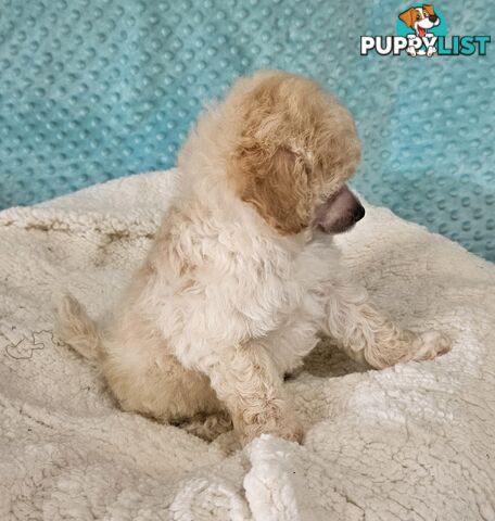💖Pure Toy Poodle Pups, Trained Crate/Toilet, Exceptional Genetics, Non shedding💖