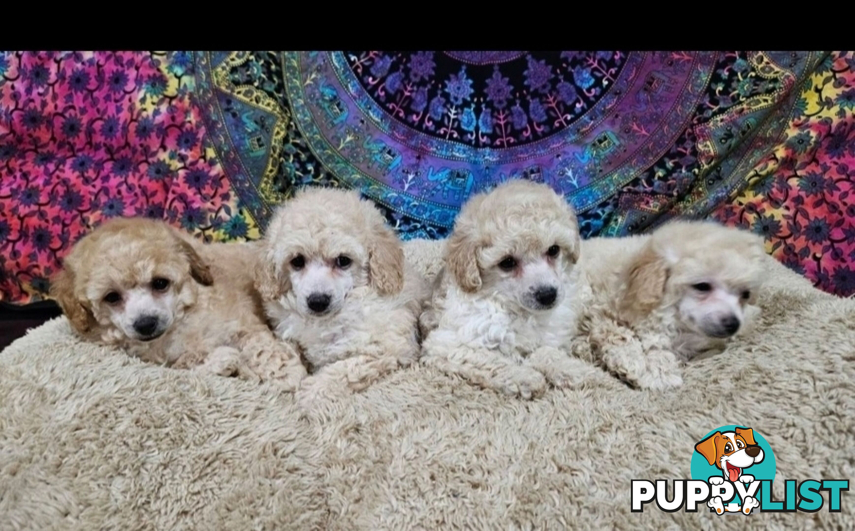 💖Pure Toy Poodle Pups, Trained Crate/Toilet, Exceptional Genetics, Non shedding💖