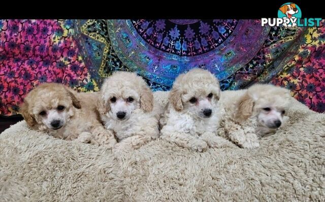 💖Pure Toy Poodle Pups, Trained Crate/Toilet, Exceptional Genetics, Non shedding💖
