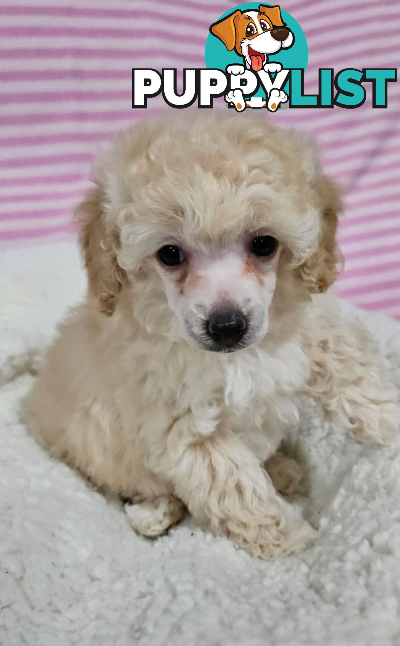 💖Pure Toy Poodle Pups, Trained Crate/Toilet, Exceptional Genetics, Non shedding💖