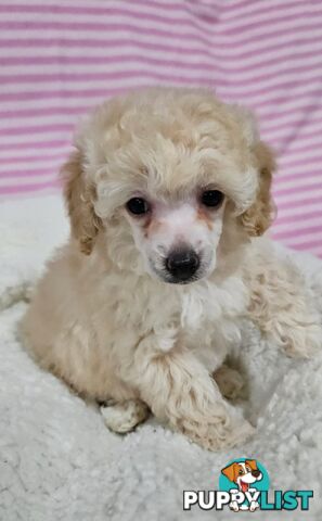 💖Pure Toy Poodle Pups, Trained Crate/Toilet, Exceptional Genetics, Non shedding💖