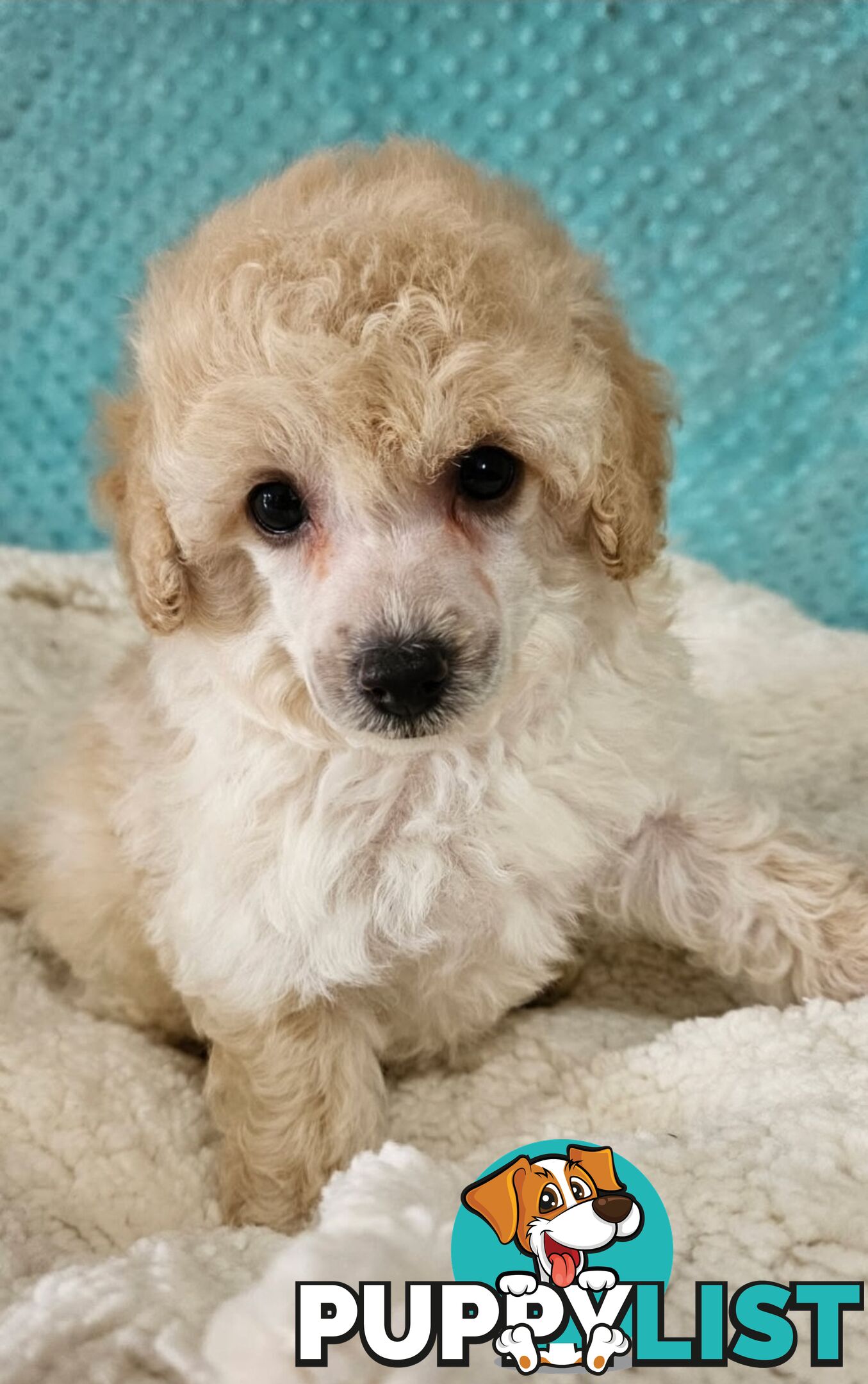 💖Pure Toy Poodle Pups, Trained Crate/Toilet, Exceptional Genetics, Non shedding💖