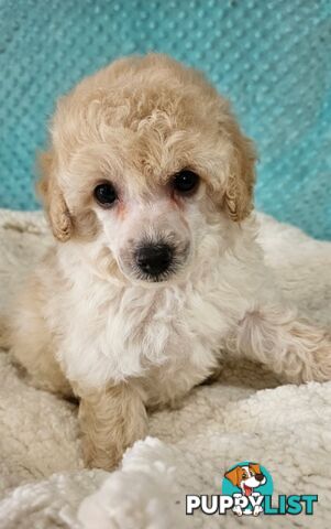💖Pure Toy Poodle Pups, Trained Crate/Toilet, Exceptional Genetics, Non shedding💖