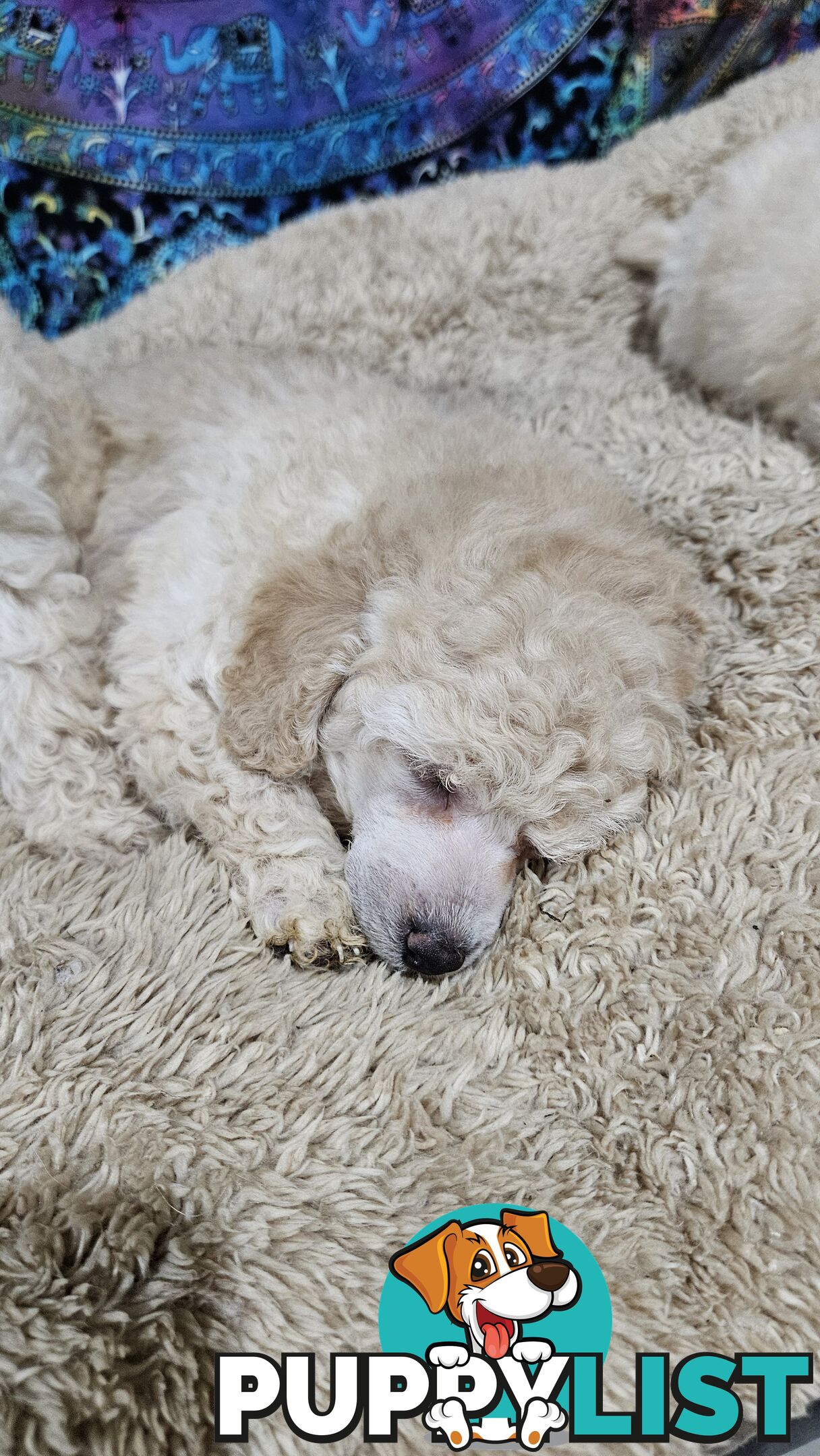 💖Pure Toy Poodle Pups, Trained Crate/Toilet, Exceptional Genetics, Non shedding💖