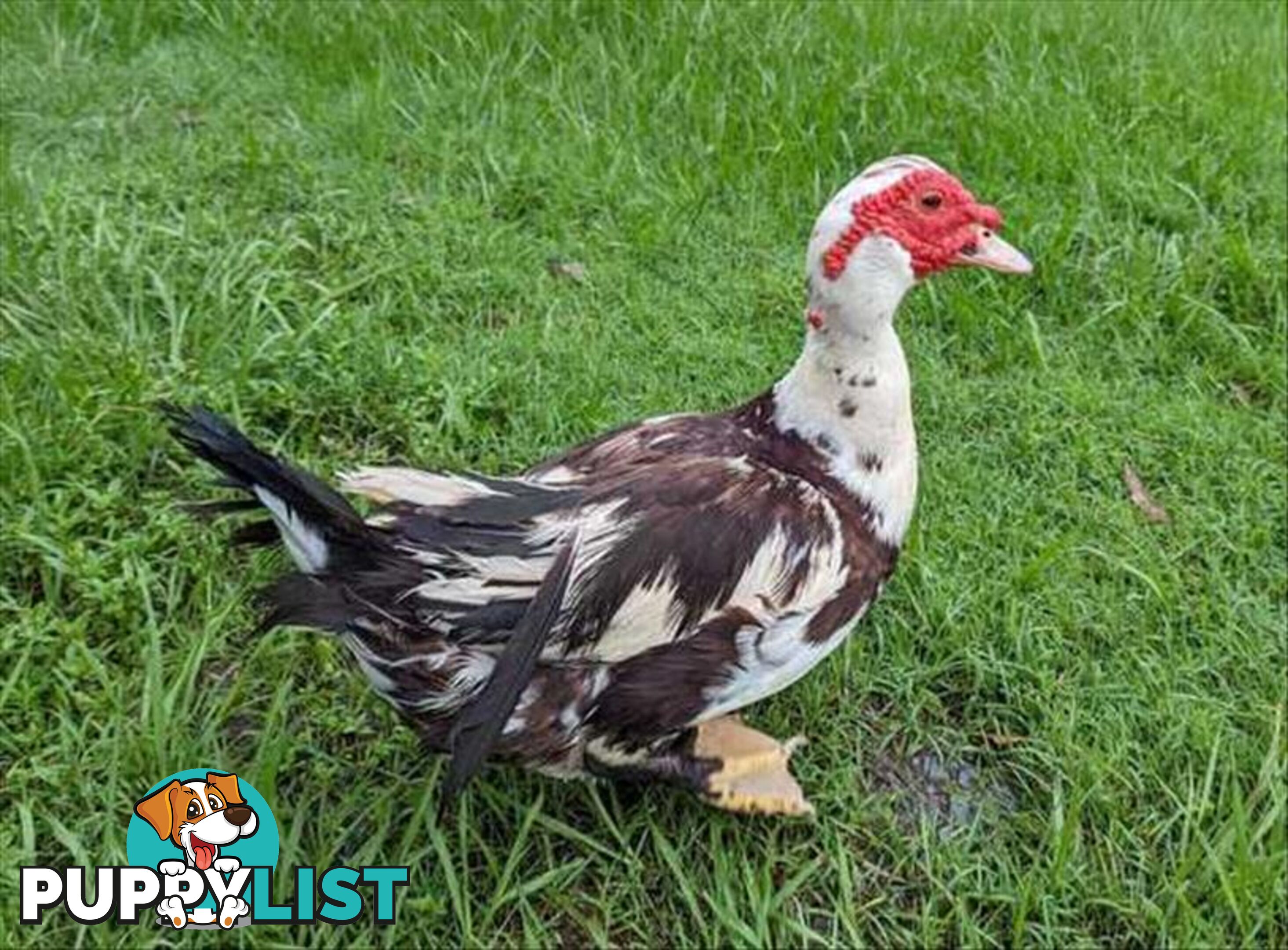 Champ - Duck - Muscovy, 5