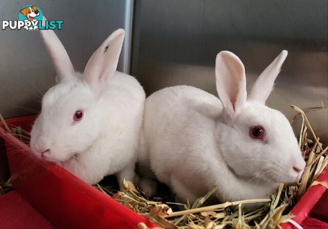 Bonnie - Domestic Rabbit, 2 Years 0 Months 1 Week (approx)