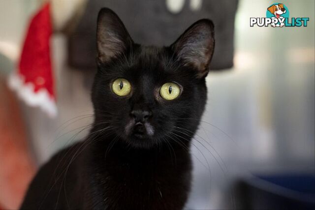 Duckie - Domestic Short Hair, 1 Year 3 Months 0 Weeks (approx)