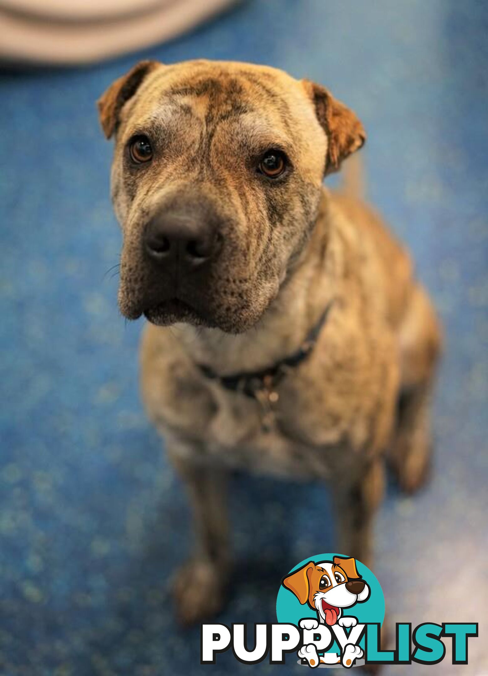 Teddy - Shar Pei, 2 Years 2 Months 1 Week (approx)