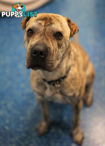 Teddy - Shar Pei, 2 Years 2 Months 1 Week (approx)