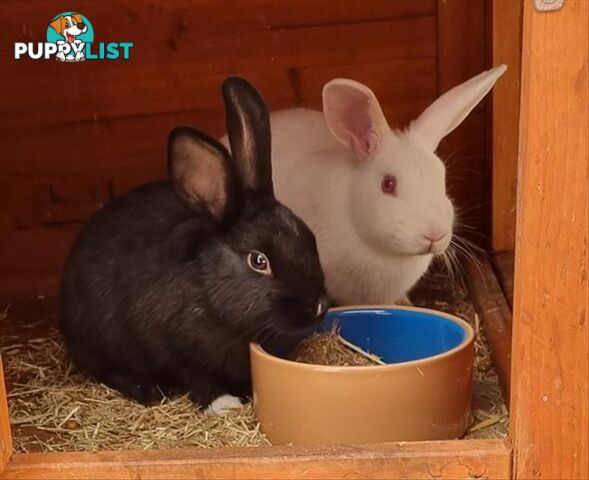 Boots - Domestic Rabbit, 0 Years 5 Months 3 Weeks (approx)