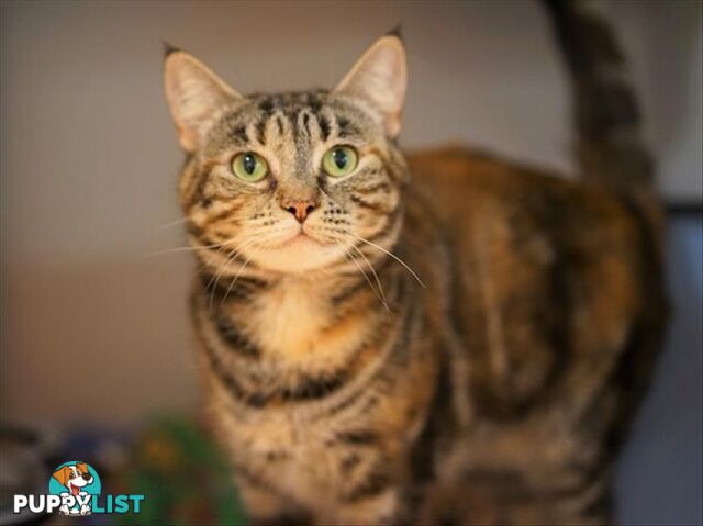 Tiana - Domestic Short Hair, 2 Years 2 Months 1 Week