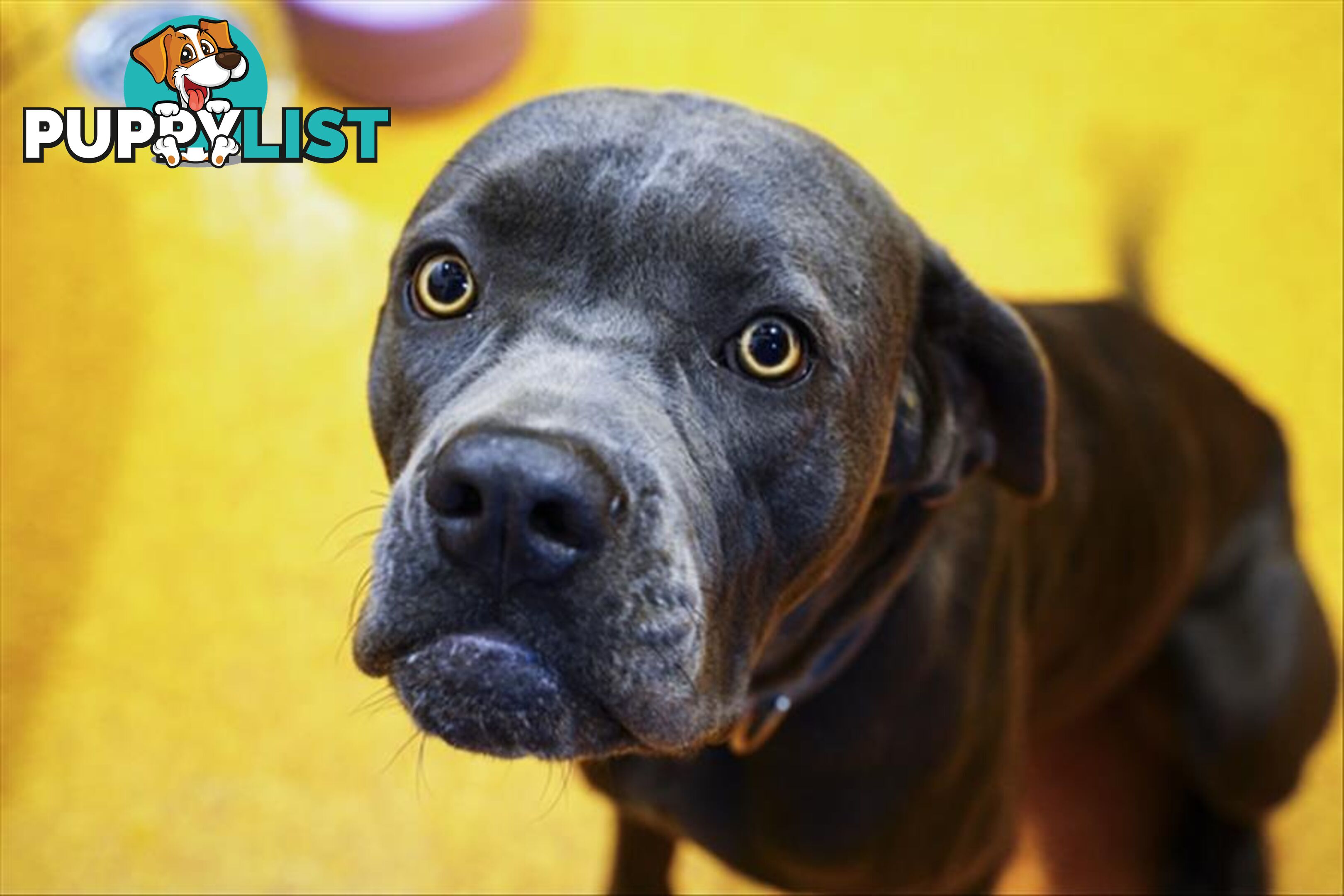 Happy - Neapolitan Mastiff, 1 Year 8 Months 1 Week