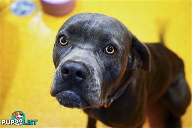 Happy - Neapolitan Mastiff, 1 Year 8 Months 1 Week