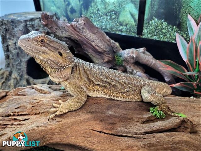 Flex - Dragon - Common Bearded, 2 Years 0 Months 0 Weeks