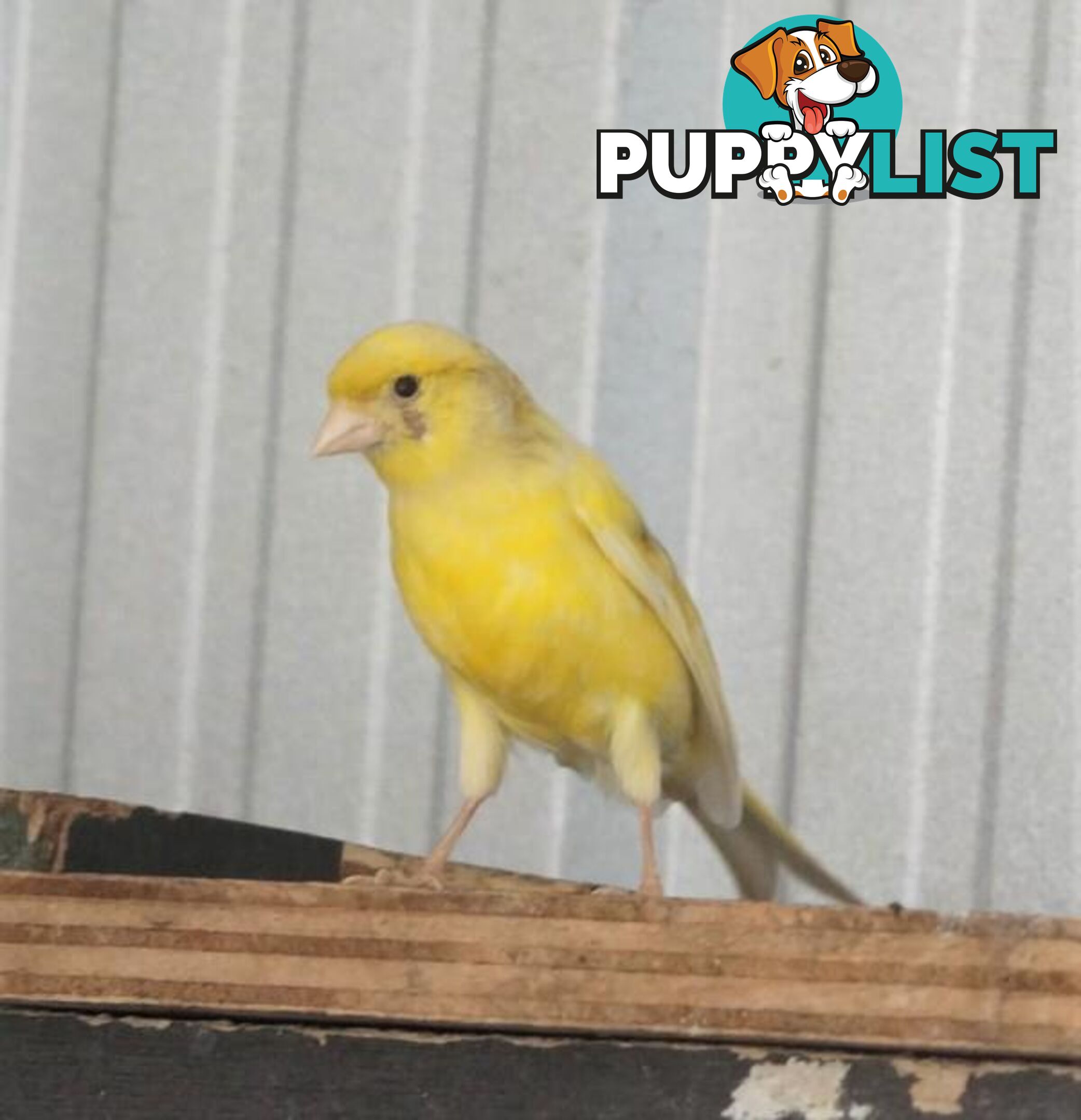 Bubble - Canary