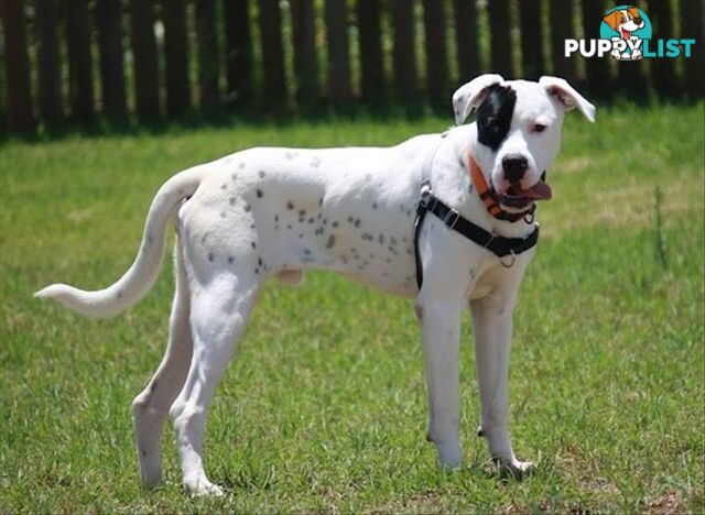 Curtis - American Staffordshire Bull Terrier, 1 Year 2 Months 3 Weeks