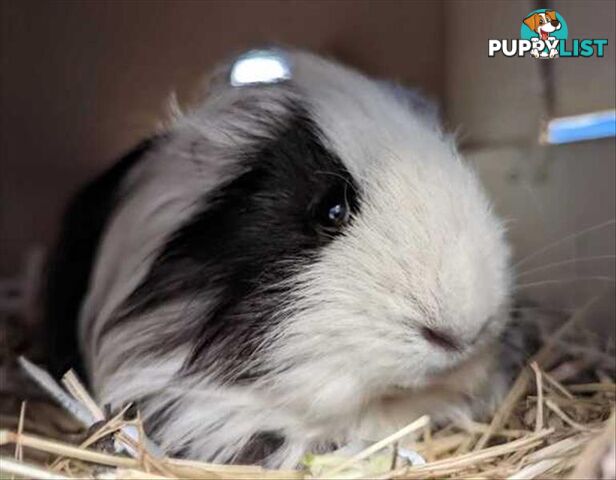 Mario - Sheltie (Long Haired), 2 Years 0 Months 1 Week (approx)