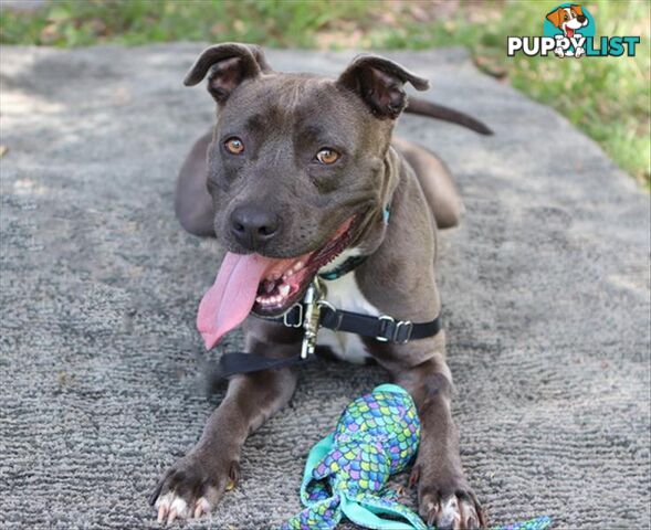 Bonnie - American Staffordshire Bull Terrier, 3 Years 9 Months 1 Week