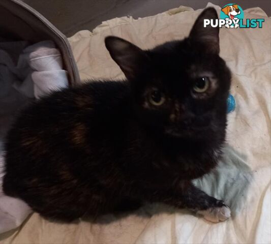 Hope - Domestic Short Hair, 5 Years 0 Months 3 Weeks (approx)