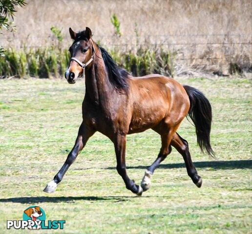 Boogie - Australian Stock Horse, 7 Years 11 Months 1 Week