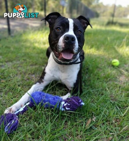 Darwin - American Staffordshire Bull Terrier, 1 Year 7 Months 2 Weeks