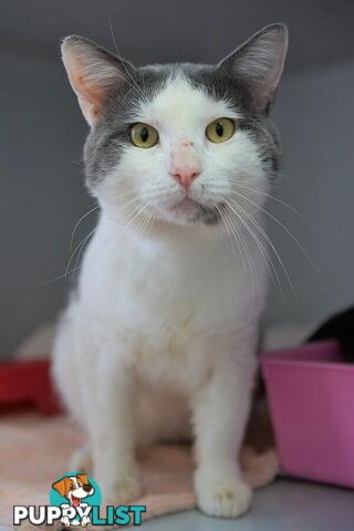 Hank - Domestic Short Hair, 2 Years 2 Months 1 Week (approx)