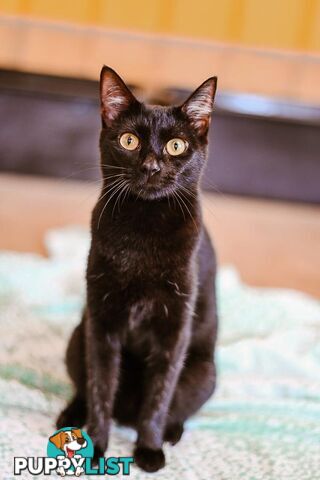 Poppy - Domestic Short Hair, 1 Year 1 Month 1 Week