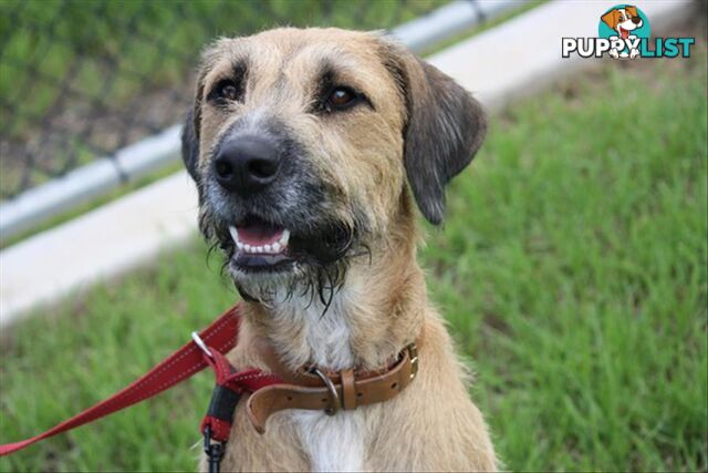 Peanut - Staghound, 1 Year 4 Months 1 Week (approx)