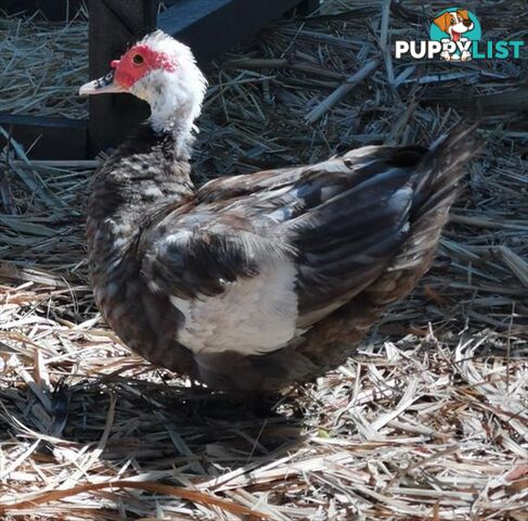 Danny - Duck - Muscovy, 5