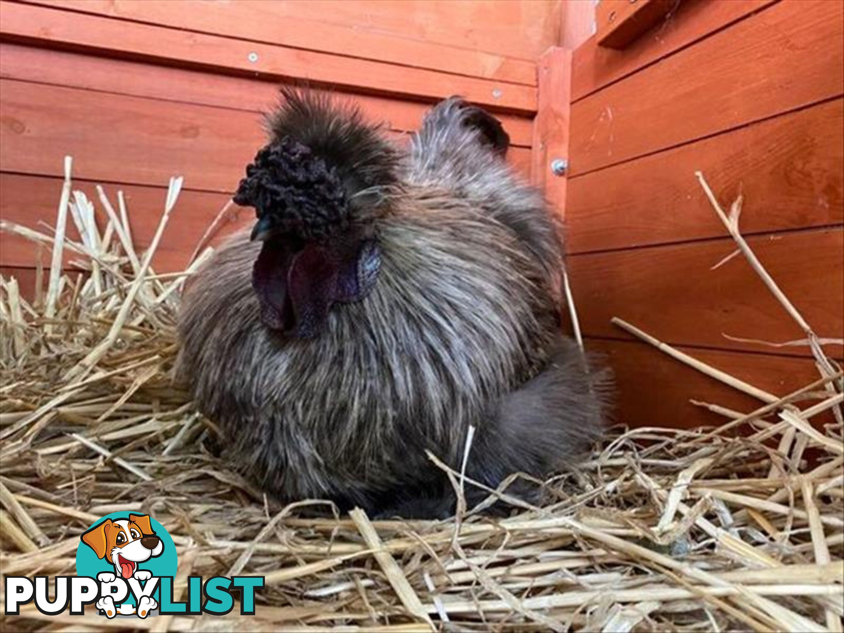 Jean Ralphio - Chinese Silky Bantam, 5