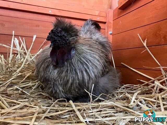 Jean Ralphio - Chinese Silky Bantam, 5