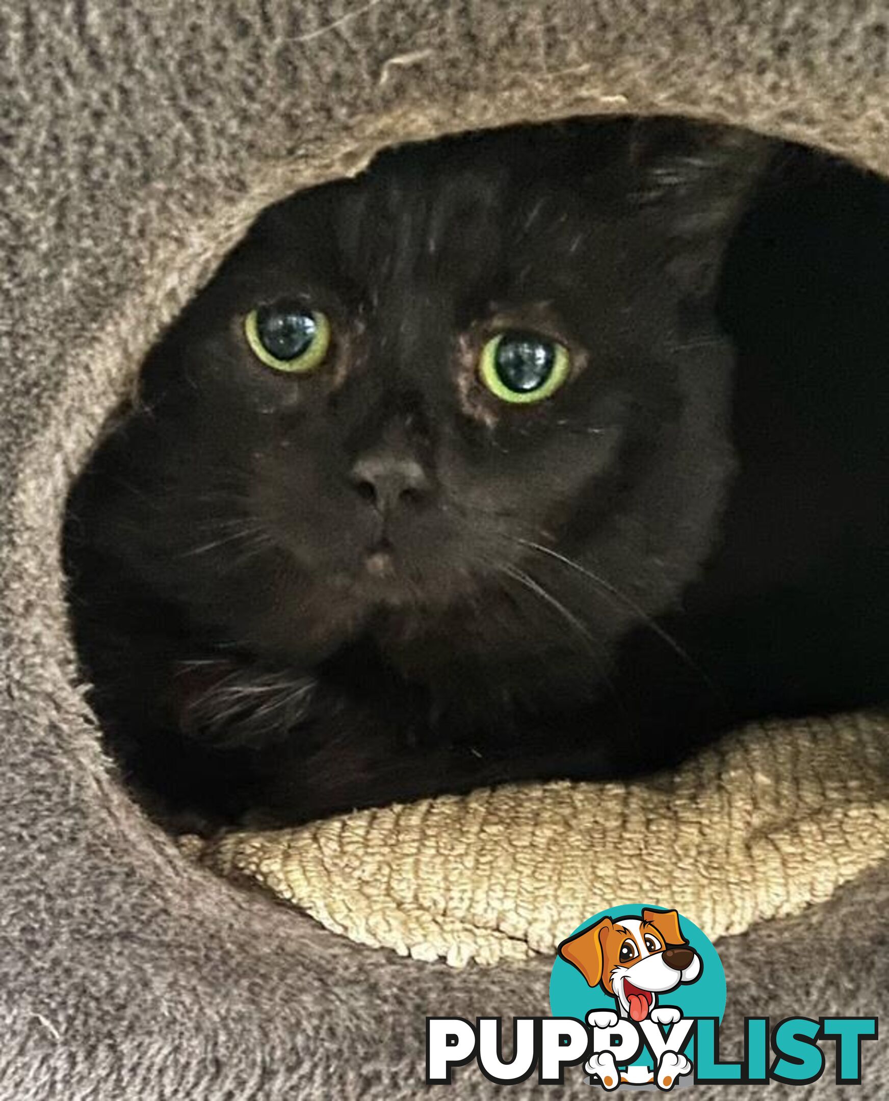 James - Domestic Short Hair, 6 Years 1 Month 0 Weeks (approx)