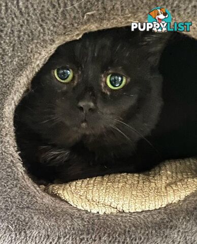 James - Domestic Short Hair, 6 Years 1 Month 0 Weeks (approx)