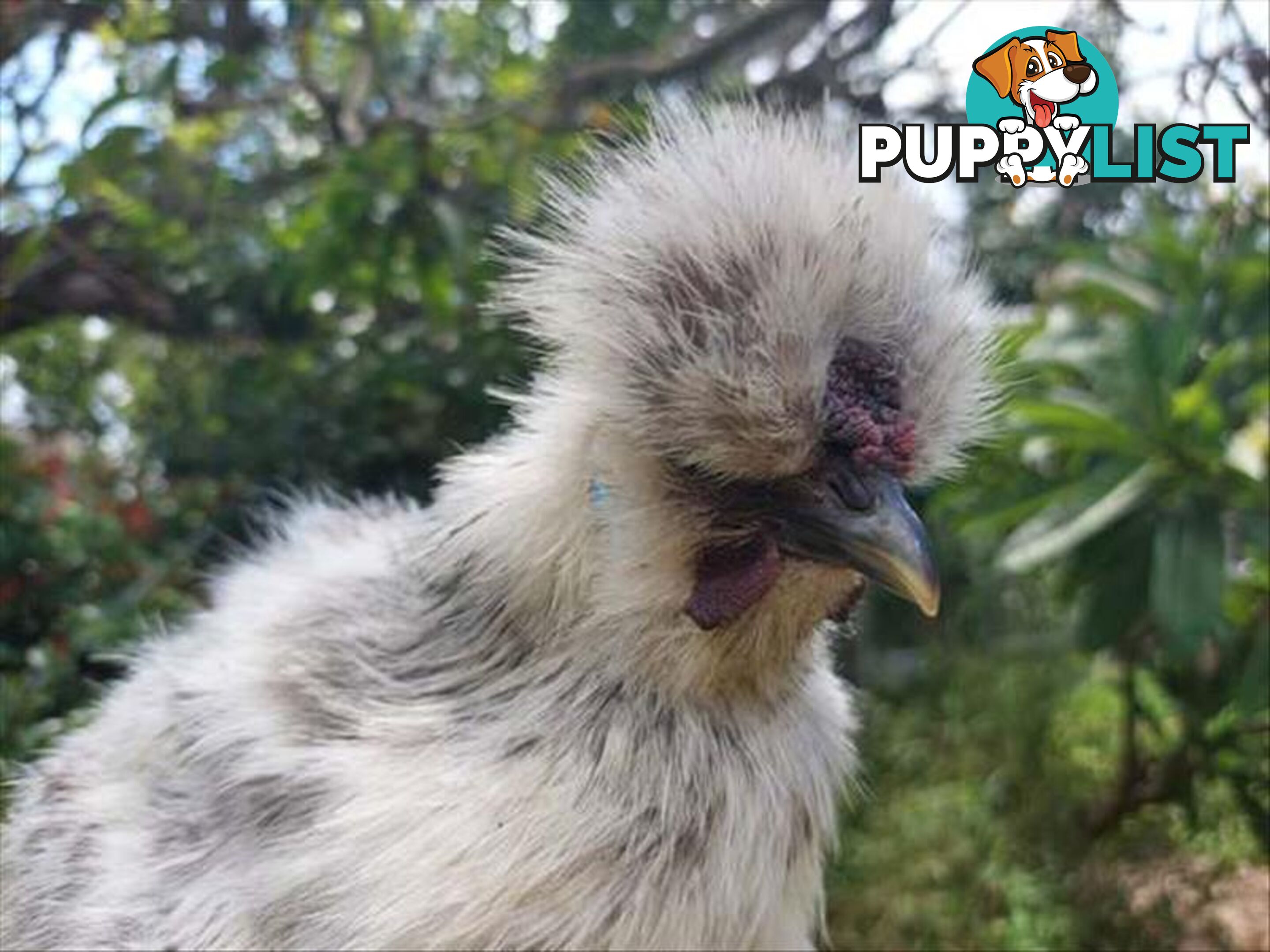 Fernando - Rooster - Chinese Silky, 0 Years 5 Months 1 Week