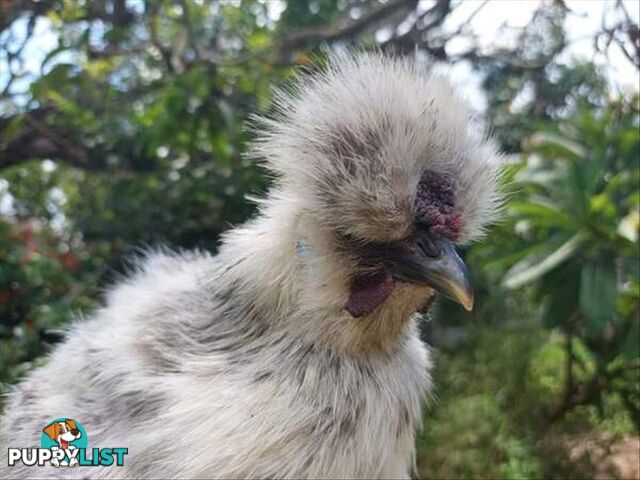 Fernando - Rooster - Chinese Silky, 0 Years 5 Months 1 Week