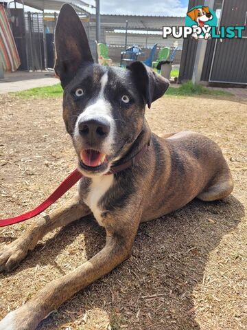 Harly - Staffordshire Bull Terrier X, 3 Years 9 Months 1 Week