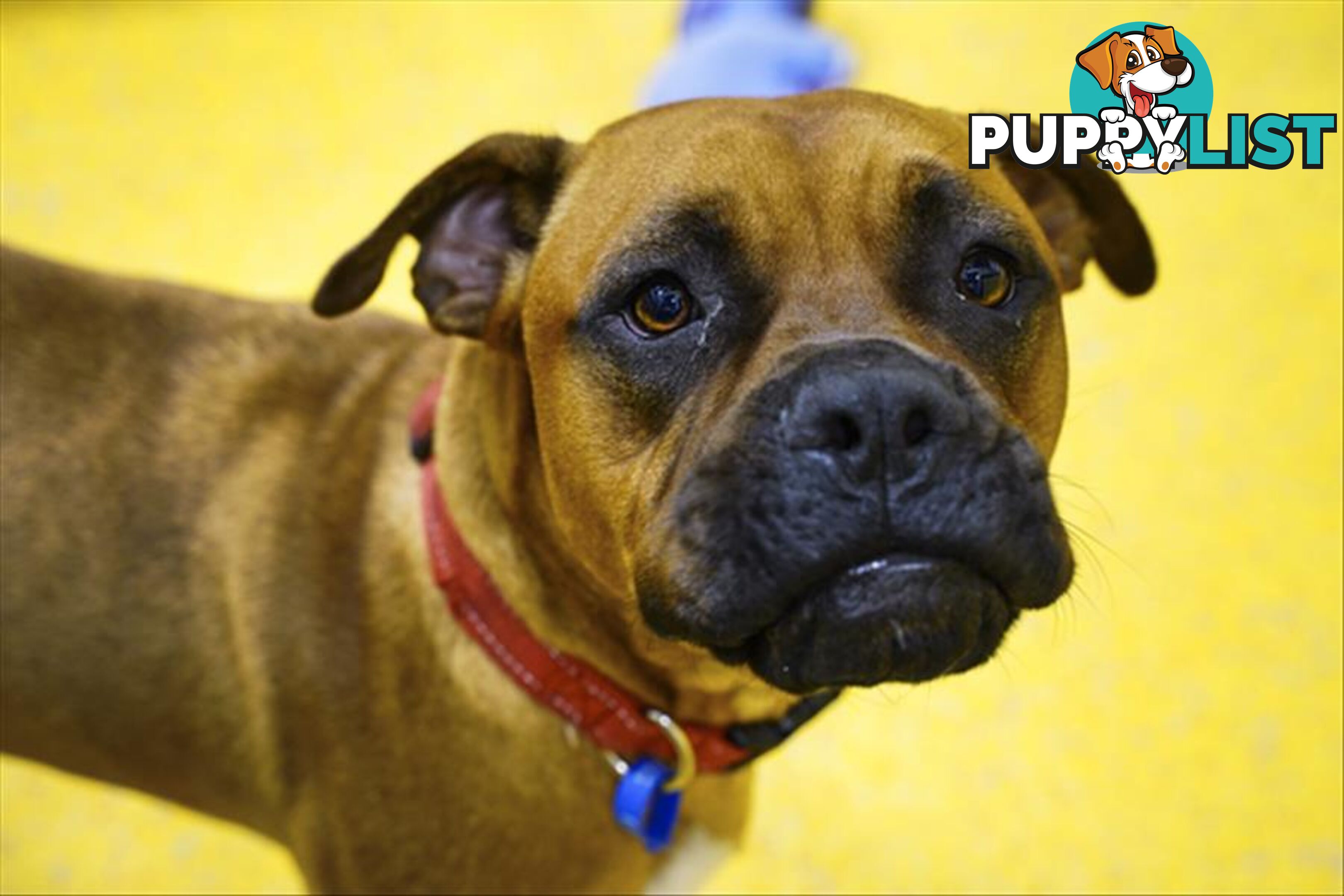 Errol - Boxer, 1 Year 5 Months 1 Week (approx)