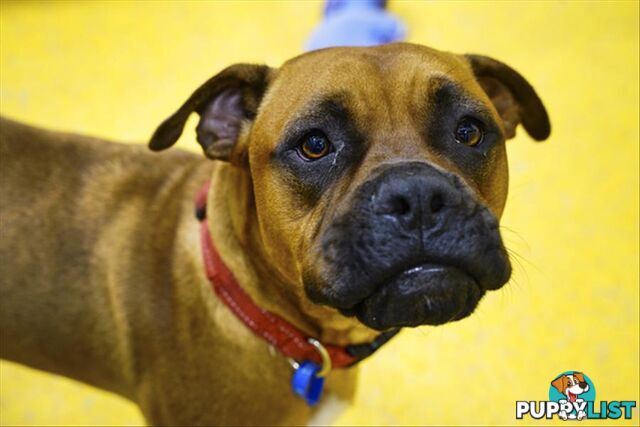 Errol - Boxer, 1 Year 5 Months 1 Week (approx)