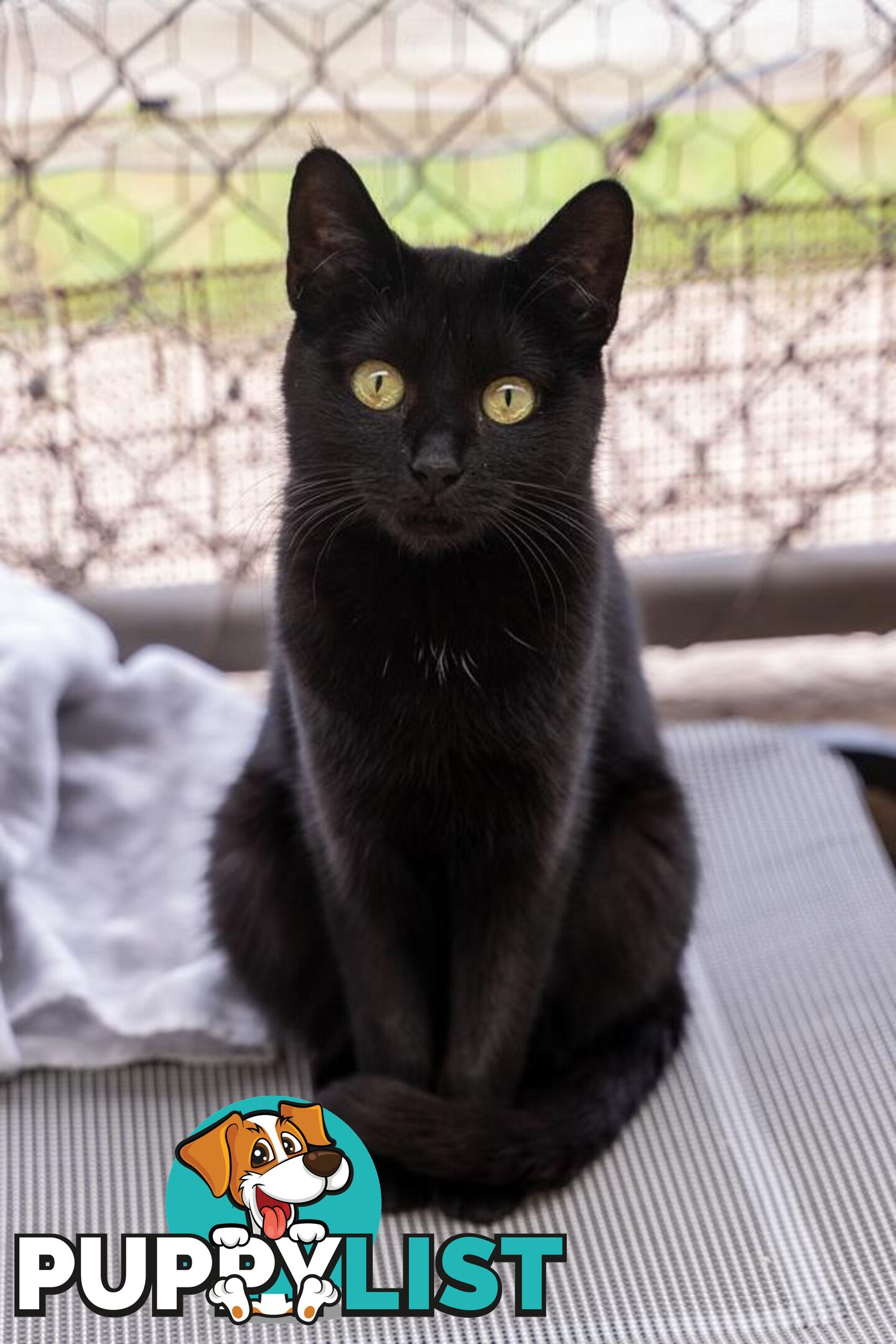 Sassie - Domestic Short Hair, 1 Year 2 Months 3 Weeks (approx)