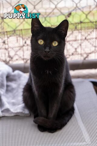 Sassie - Domestic Short Hair, 1 Year 2 Months 3 Weeks (approx)