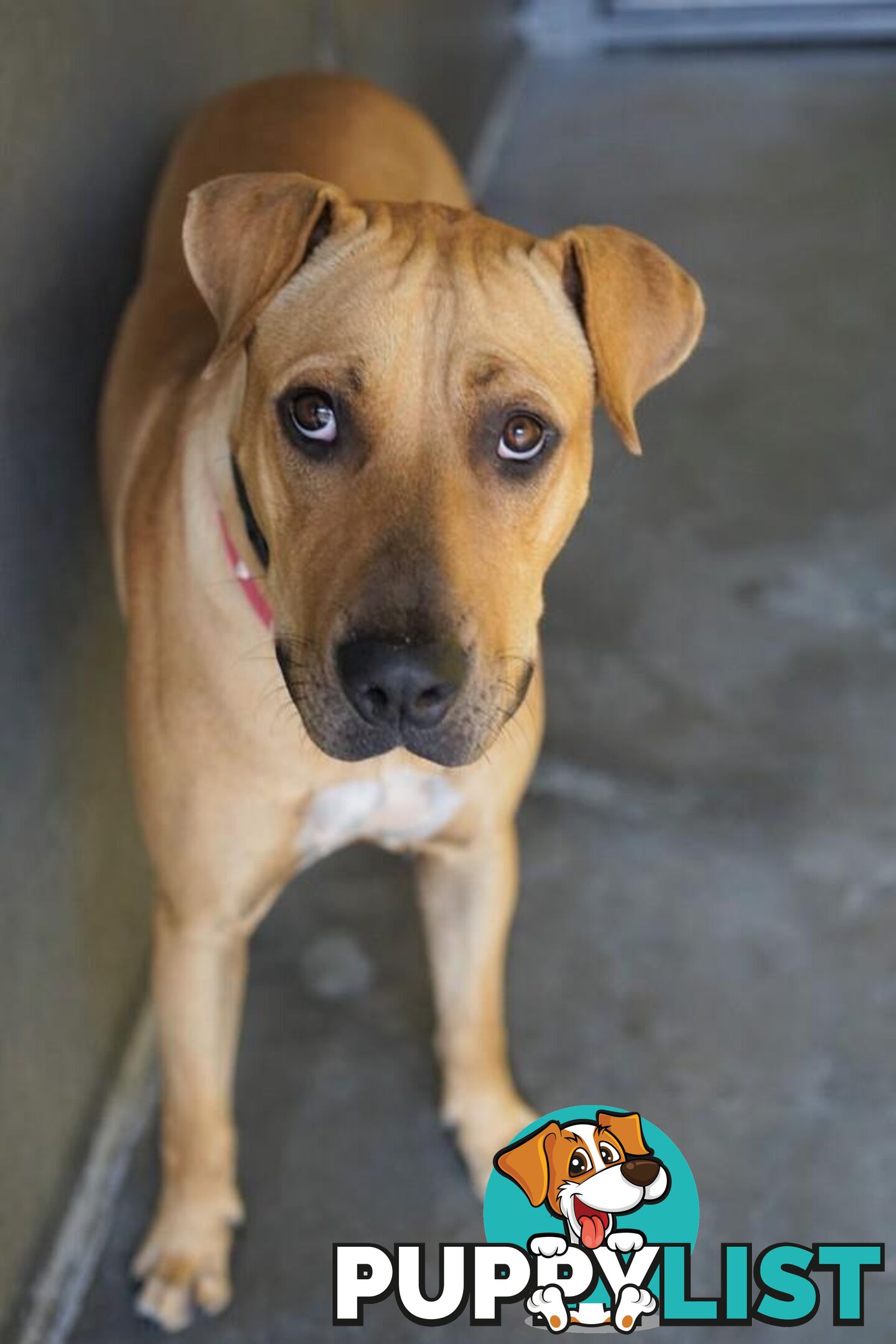 Ziggy - Shar Pei, 1 Year 7 Months 0 Weeks (approx)