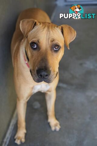 Ziggy - Shar Pei, 1 Year 7 Months 0 Weeks (approx)